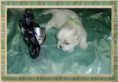/album/galeria-de-fotos/shi-tzu2-jpg/